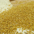 white broom corn millet/bird food